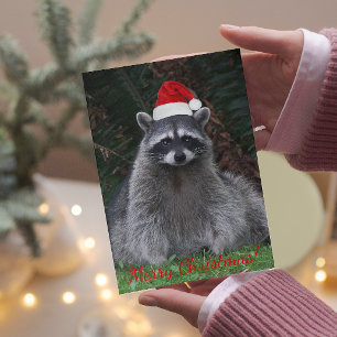 Foto de mapache de Navidad con gorro de Santa