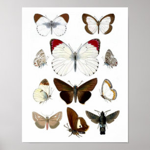 Foto de mariposa 7. Impresión de historial natural