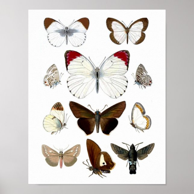 Foto de mariposa 7. Impresión de historial natural (Frente)
