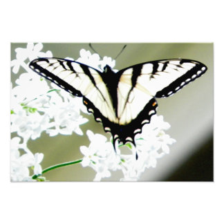 Foto de mariposa de cola Swallowtail de tigre orie