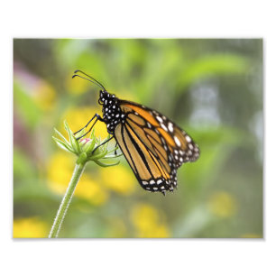 Foto de mariposa monarca