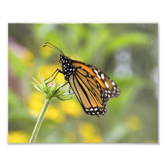 Foto de mariposa monarca (Frente)