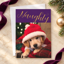 Foto de mascota traviesa de Navidad en oro Sugar P