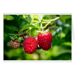 Foto de moras frescas frambuesas fruta