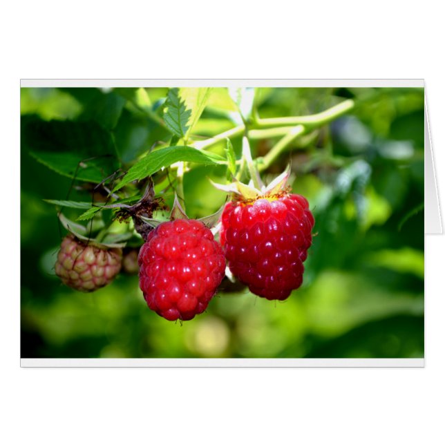 Foto de moras frescas frambuesas fruta (Anverso (Horizontal))