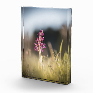 Foto de naturaleza de orquídeas silvestres