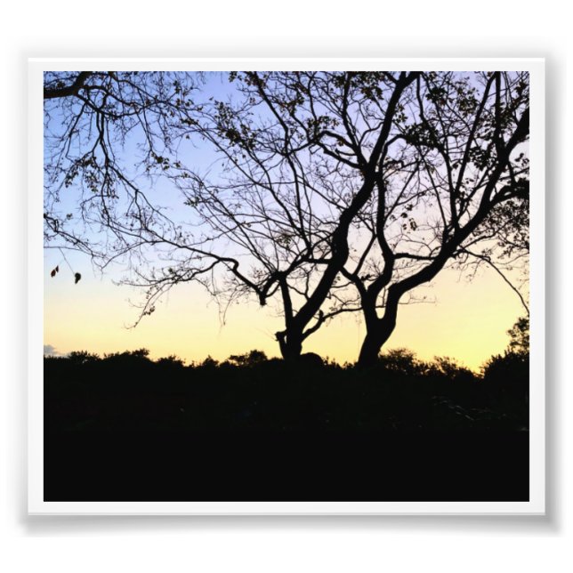 FOTO DE NATURALEZA EVERGLADES (Frente)