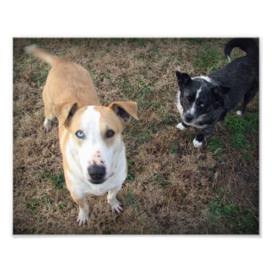 Foto de ojos azules+marrón-observado