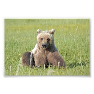 Foto de oso pardo 6x4