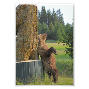 Foto de oso pardo las 24 horas del día