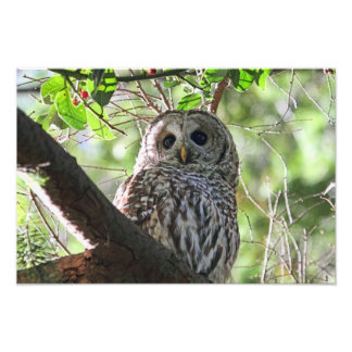 Foto de Owl