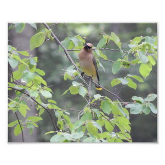 Foto de pájaro cedro Waxwing