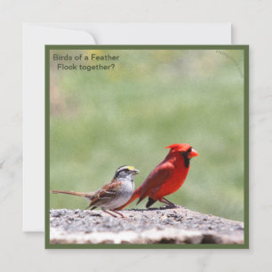 Foto de pájaro y gráfico ~ risingdove.