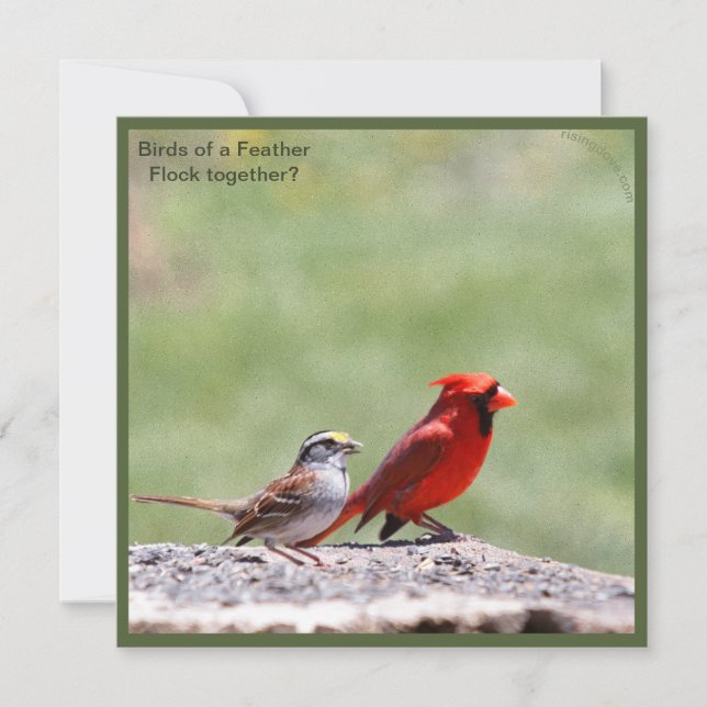 Foto de pájaro y gráfico ~ risingdove. (Anverso)