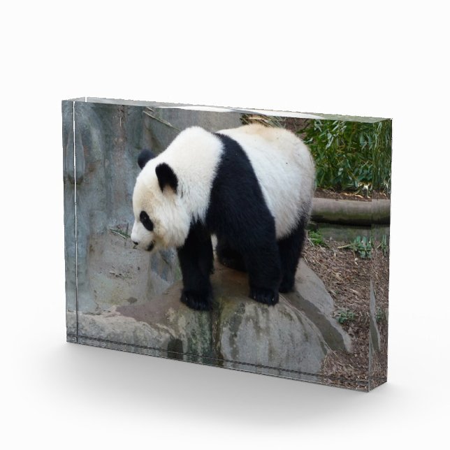 Foto de Panda Bear Block (Derecha)