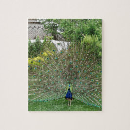 Foto de pavo real 8" x 10" Rompecabezas de fotos c