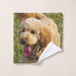 Foto de perro Goldendoodle