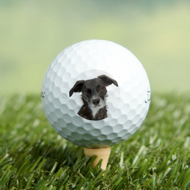 Foto de perro personalizado - Moderna bola de golf (Camiseta in situ)