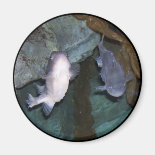 Foto de pez Yin Yang imán