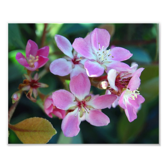 Foto de Pink Ballerina Blossoms (Frente)