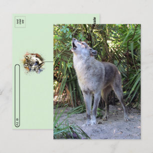 Foto de postal de Howling Wolf