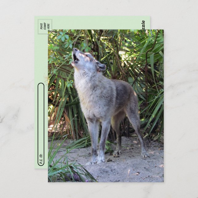 Foto de postal de Howling Wolf (Anverso / Reverso)