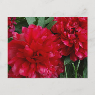 Foto de postal de Red Peony