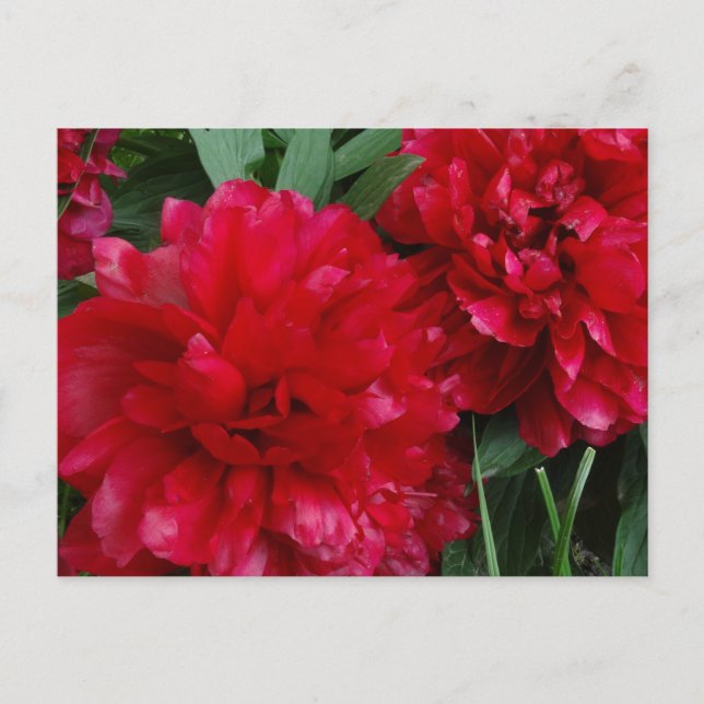 Foto de postal de Red Peony (Anverso)
