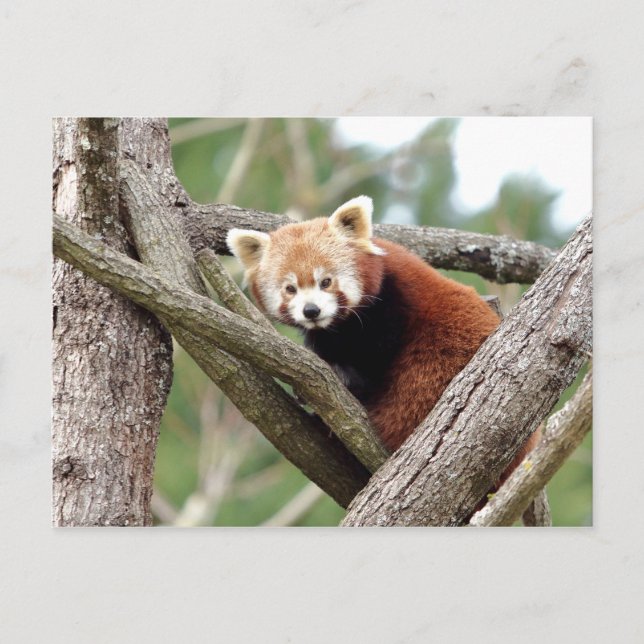 Foto de postal panda rojo, animales 0501. (Anverso)