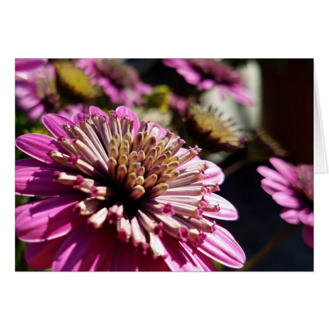 Foto de primer plano de la diáspora africana púrpu (Anverso (Horizontal))