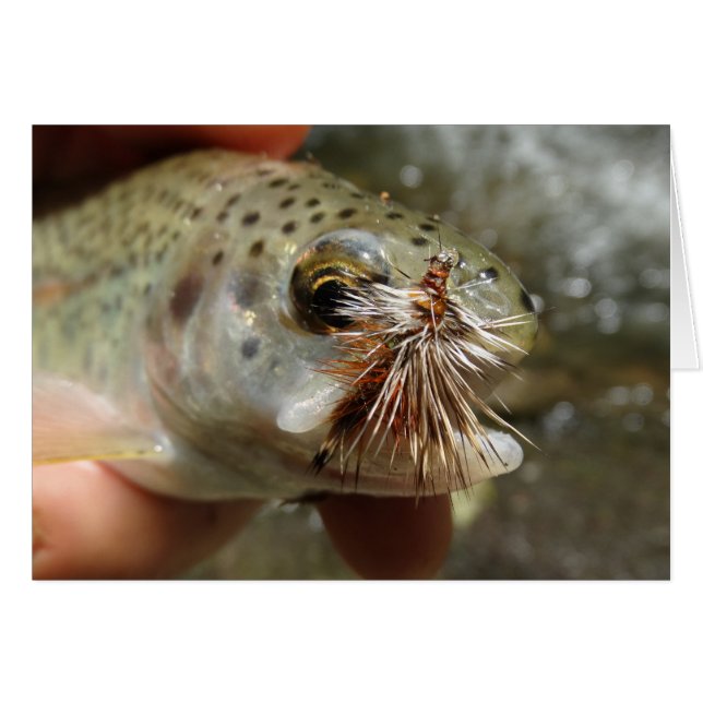 Foto de Rainbow Trout (Anverso (Horizontal))