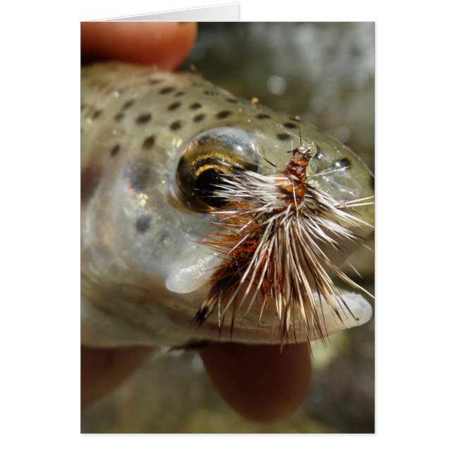Foto de Rainbow Trout (Frente)