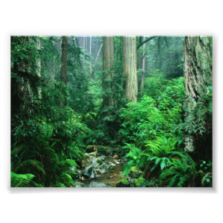 Foto de Rainforest