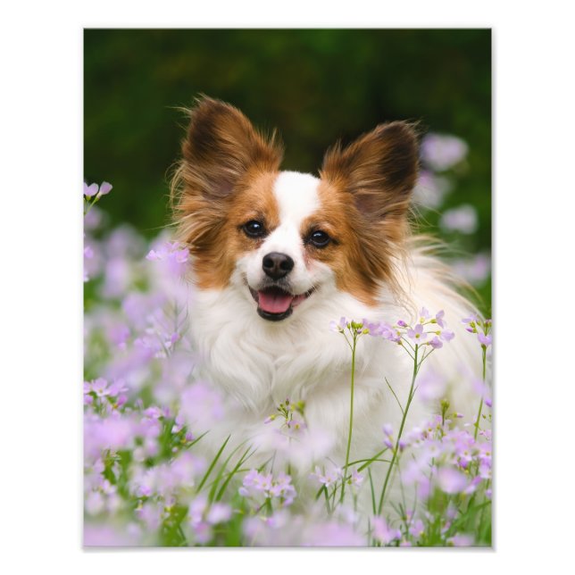 Foto de retrato romántico de perro de papillón - (Frente)