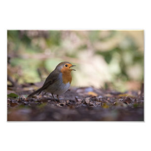 Foto de Robin Nature