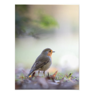 Foto de Robin Nature