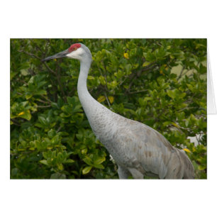 Foto de Sandhill Cranes