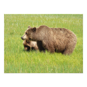 Foto de satén de 24x18 de oso grizzly y cría