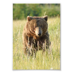 Foto de satén de 5x7 de oso grizzly
