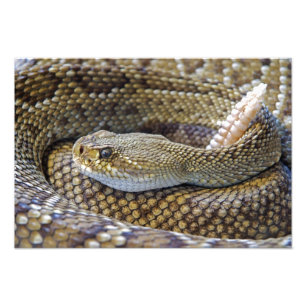 Foto de serpiente de cascabel