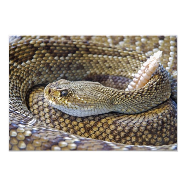 Foto de serpiente de cascabel (Frente)