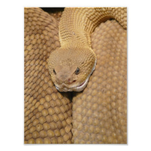 Foto de serpiente de cascabel aterradora
