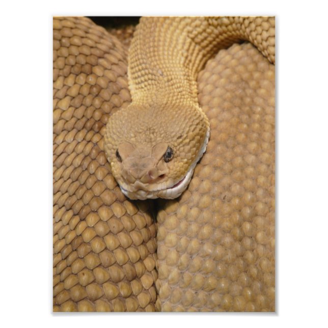 Foto de serpiente de cascabel aterradora (Frente)