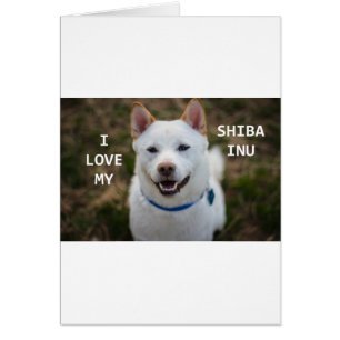foto de shiba-inu-cream love w