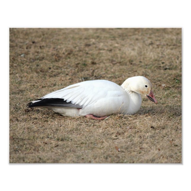 Foto de Snow Goose (Frente)