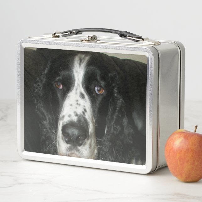 Foto de Springer Spaniel inglés en blanco y negro (In situ)