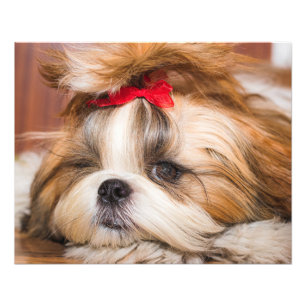 Foto de su personalizado de cachorros de perro mas