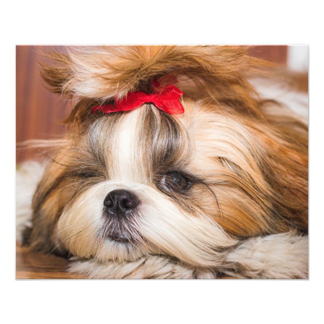 Foto de su personalizado de cachorros de perro mas (Frente)