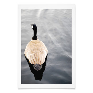 Foto de Swan en Poster de color sobre el lago