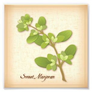 Foto de Sweet Marjoram Herb Print